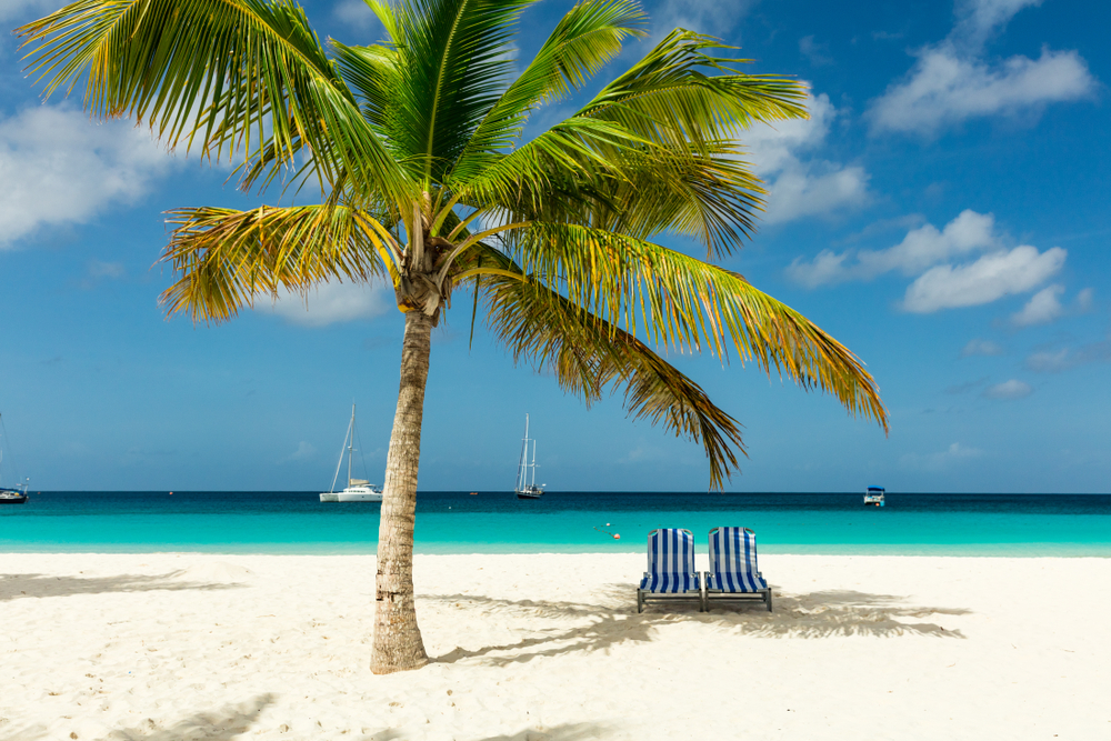 chair and palm tree on beach